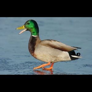 Meet your Posher, Max